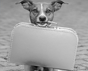 An adorable pet dog hold a packed suitcase in its mouth.